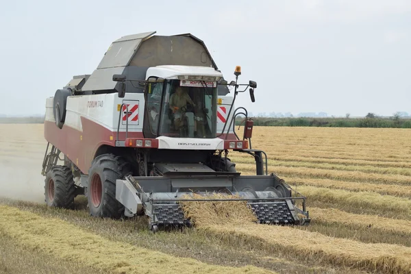 Rice harvesting by the combine