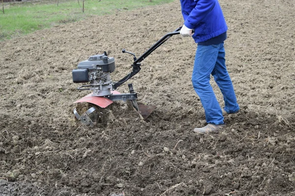 Planting potatoes under the walk-behind tractor