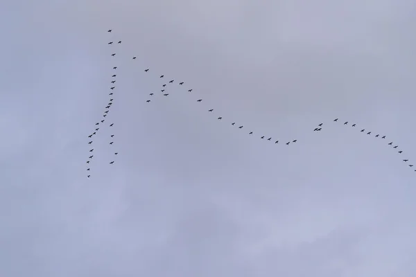 Wedge a geese flying to the south