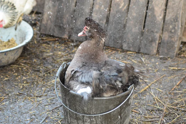 Musky duck bathes in a bucket of water.