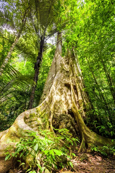 Big tree in tropical forest