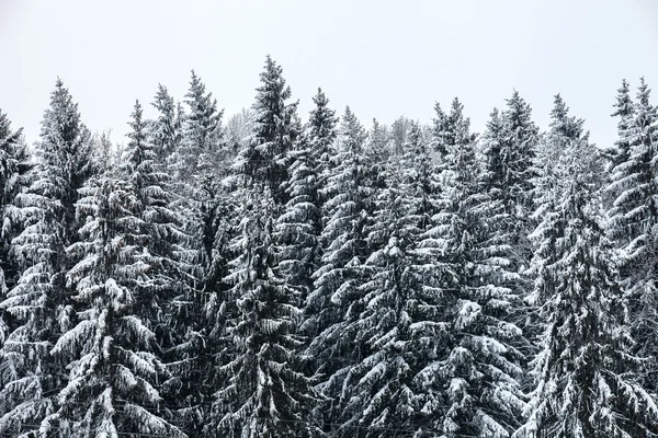 Snow covered pine tree forest in nature after snow storm