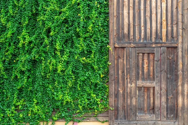 Old wooden door and wall covered with vines