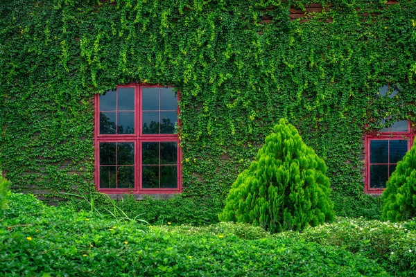 Red windows on wooden wall covered with vines