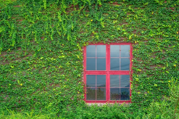 Red window on wooden wall covered with vines