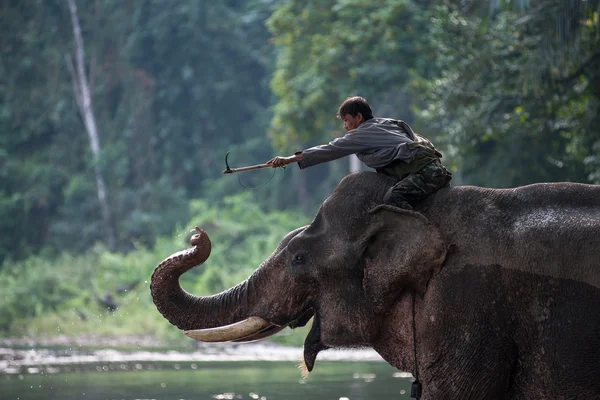 Mahout playing with his elephant raising its trunk.