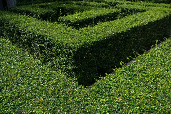 Green garden maze