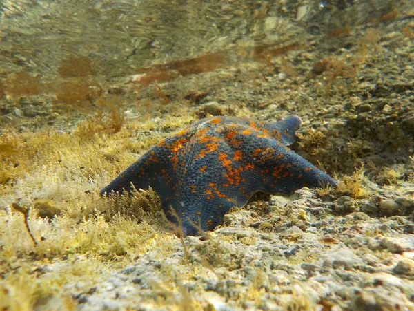 Underwater marine life