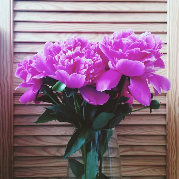 Pink peonies flowers in vase