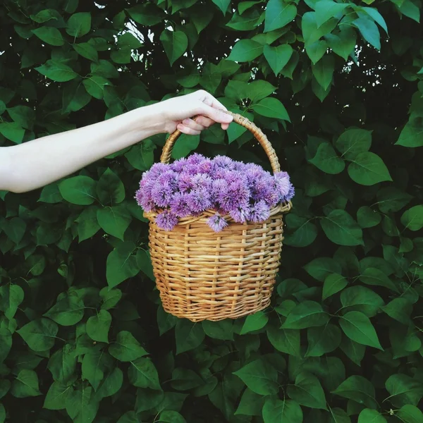 Basket of flowers in female hand on green bushes background