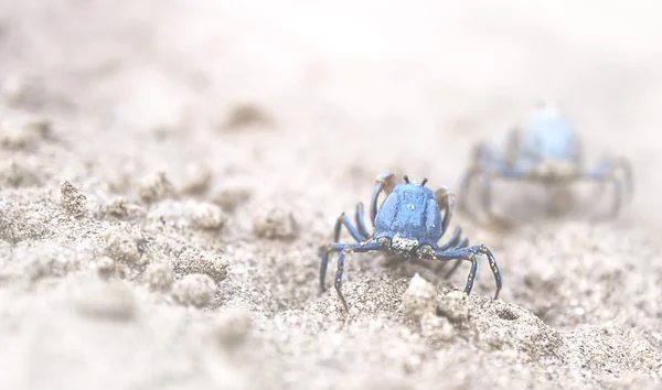 Blue small crabs in the sand