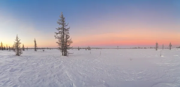 Winter landscape with snow covered trees panorama