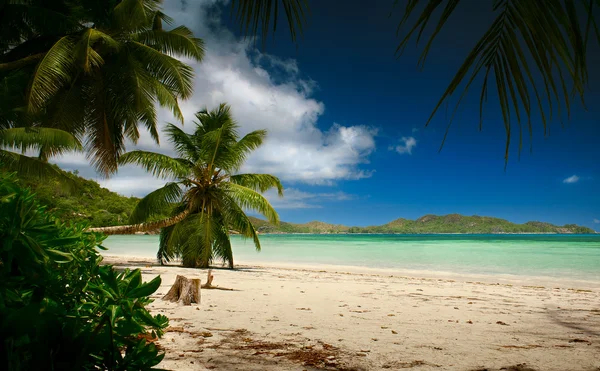 Beautiful tropical sea beach with palm trees and mountains