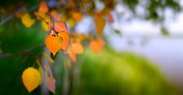 Panorama of early autumn leaves on a green background with shallow depth of field nature background autumn concept