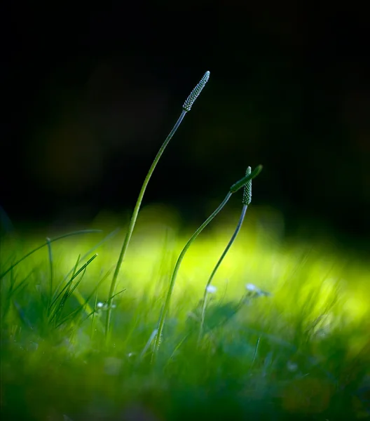 Plantain stalks on a dark background in bright light with shallow depth of field natural concept