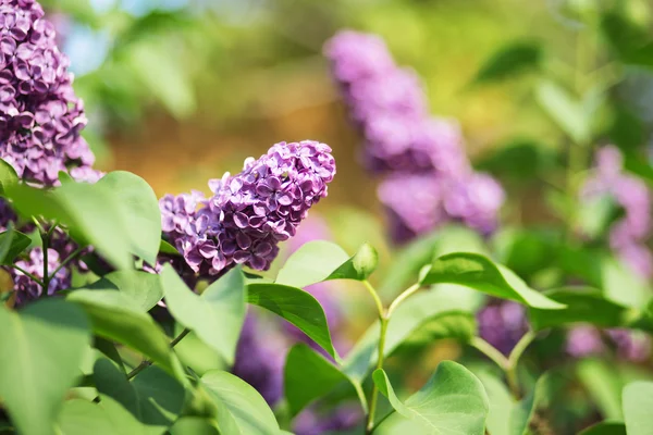 Branch of lilac flowers with the leaves.