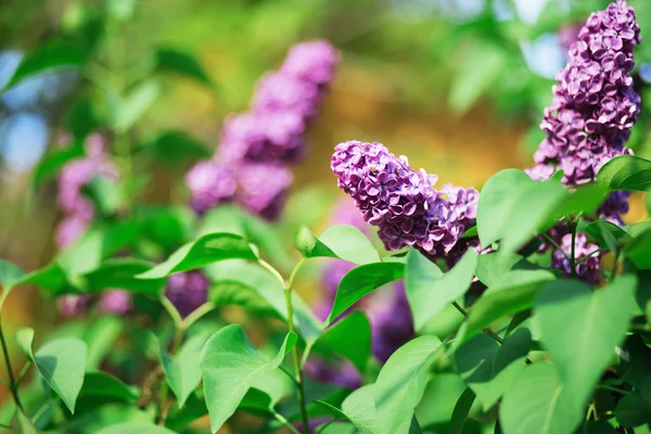 Branch of lilac flowers with the leaves.