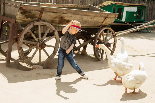 Urban boy playing and having fun with geese on a farm