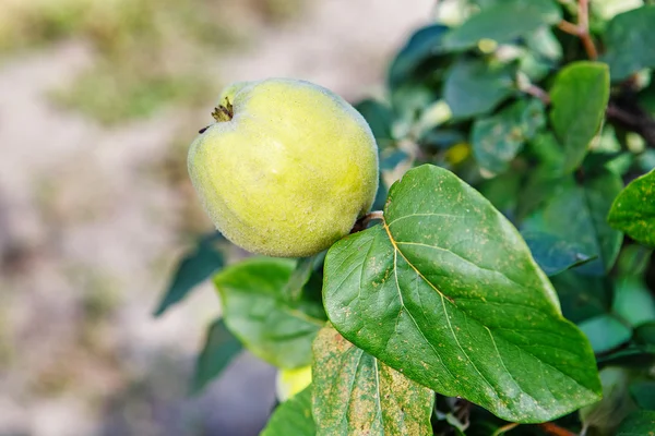 Ripening sweet quince fruits growing on a quince tree branch