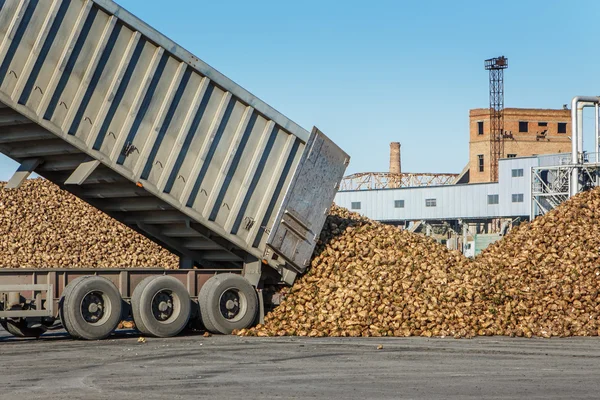 Sugar beet harvest - truck waiting in front of off-loaded beet