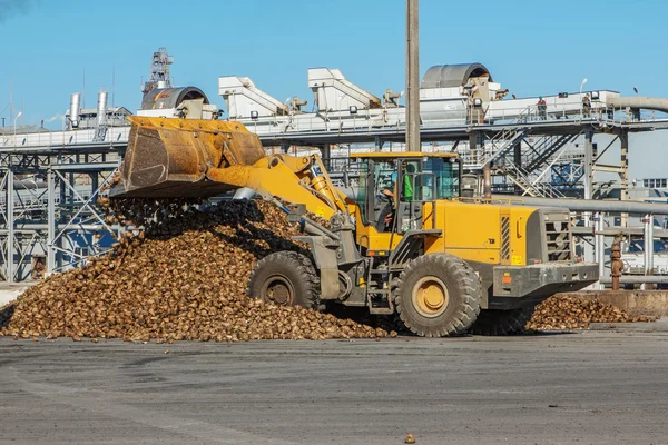 Front-end loader in action on the loading of sugar beet at a sug