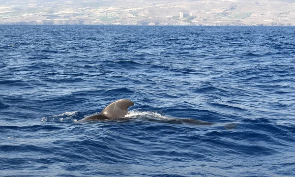 Pilot whale in the ocean.