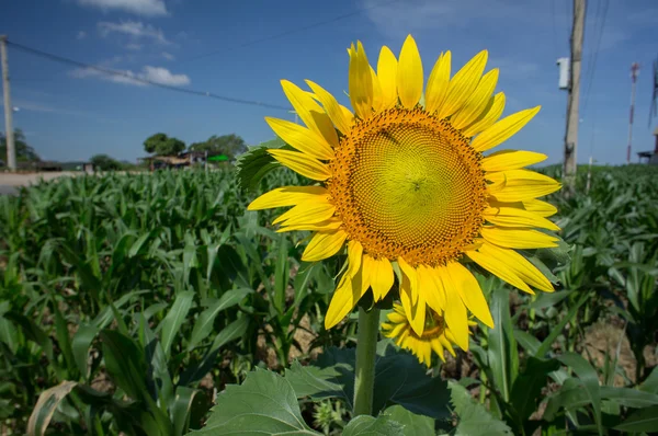 Sunflower farm field walkway tree plant soil argriculture  conce