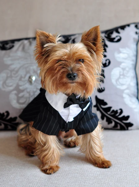 Small cute Yorkshire Terrier dog in elegant clothes