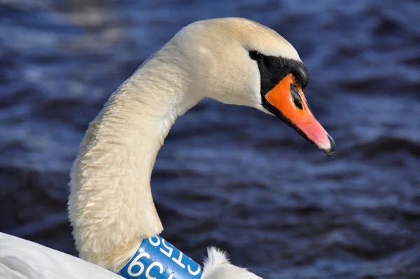 White Swan portrait