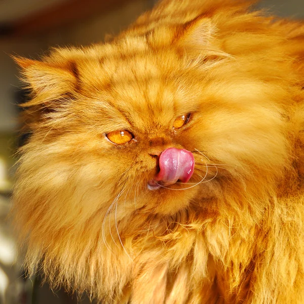 Huge fat cat Persian. Cat licking