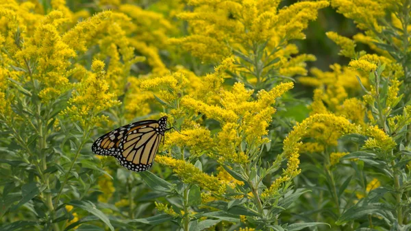 Goldenrod and Monarch Butterfly