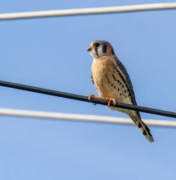 Male American Kestrel Perched On A Powerline