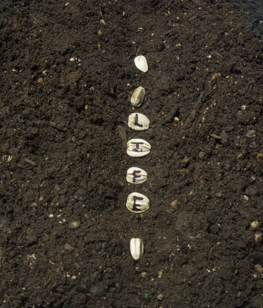 Sowing The Seed Of Life In A Row Of A Garden