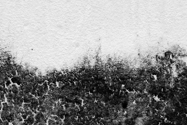 Texture background of the old fungus wall, black and white. The