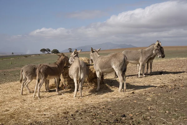 Donkeys feeding Southern African