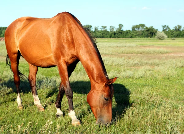 A horse walks in the field. The foal is walking with his parents