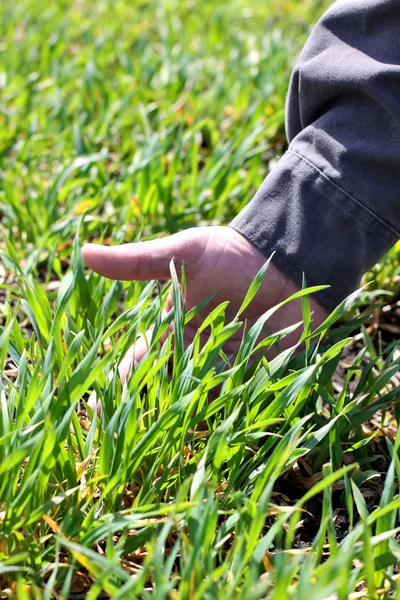 An innovative method of growing grain wheat, soybeans, corn. Han