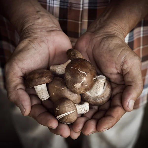 Shiitake mushroom in farmer\'s hands, Old man holding mushroom