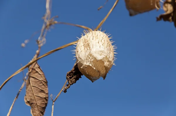 Old dry mad cucumber