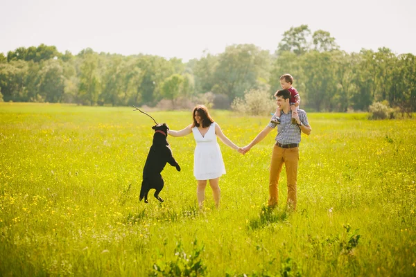 Happy family playing with labrador in meadow