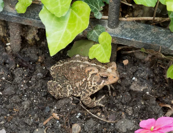 Eastern American Toad in the Garden