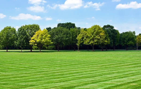 Lawn with Tree Line