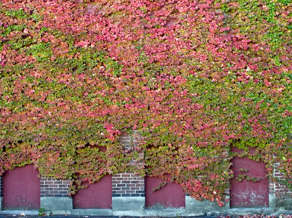 Boarded Windows with Fall Ivy