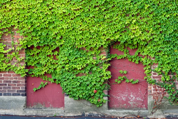 Boarded Windows with Ivy