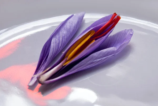 Saffron Crocus Flower, Dissected