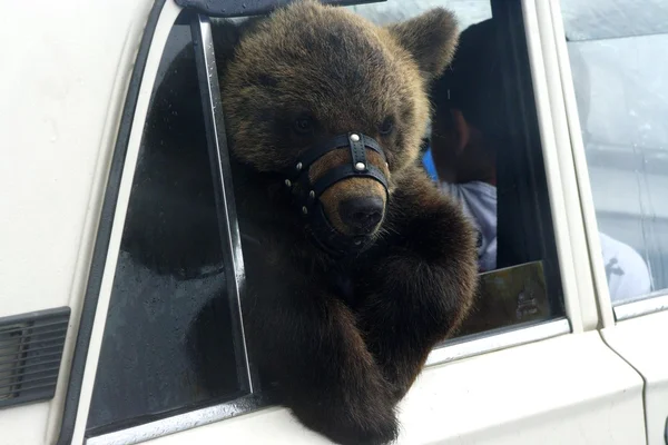 Bear in white car