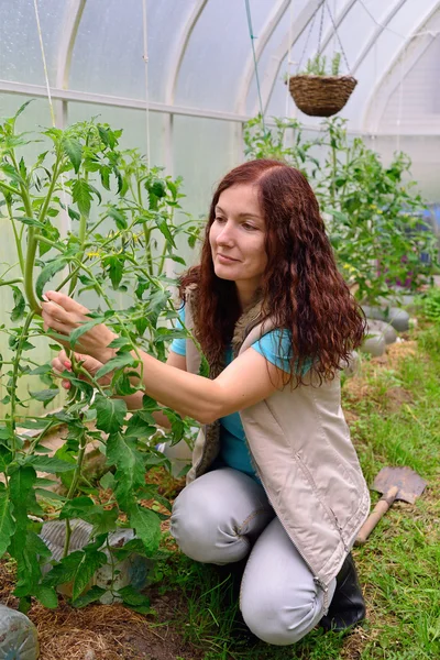 The girl with the green thumb keeps the shrub flowering tomatoes