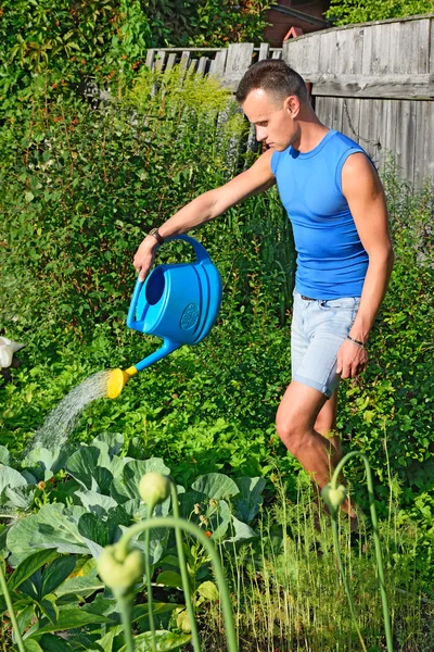 Young man watering of blue watering the cabbage in the garden on the farm in summer big Sunny day