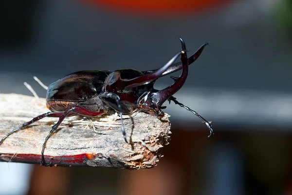 Stag-beetle close up