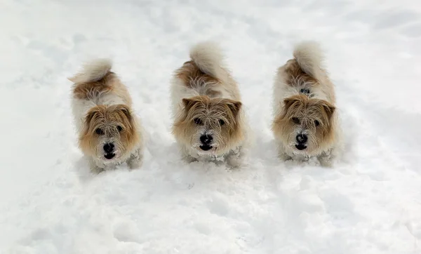 Three dogs on snow background